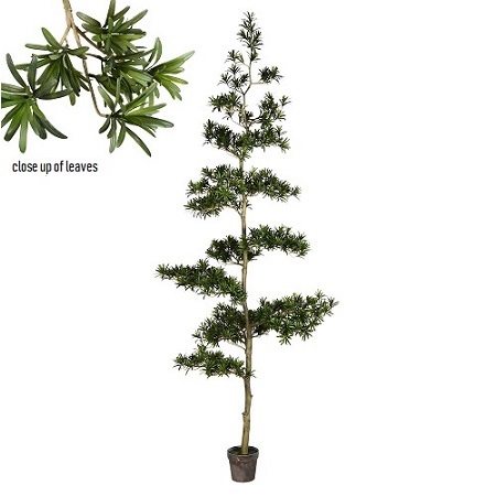 Podocarpus Tree Potted - Artificial Trees & Floor Plants - Unique evergreen tree rentals